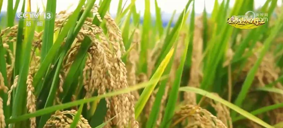 白菜游戏娱乐